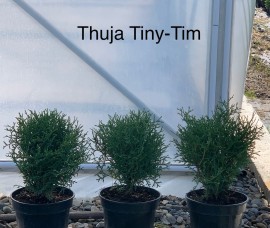 Thuja Tiny Tim C2